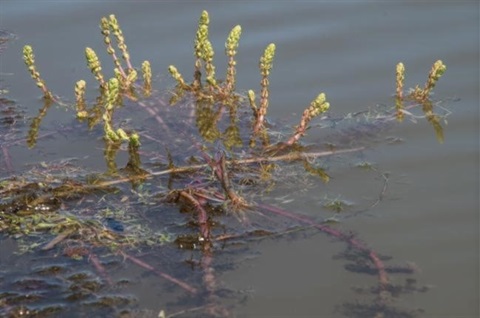 731B-1-Myriophyllum-caput-medusae-Euan-Moore.jpg