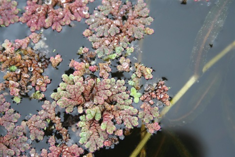 733B-2-Azolla-rubra-MB.jpg