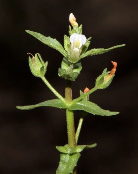 750B-2-Gratiola-pedunculata-fol-Russell-Best.jpg