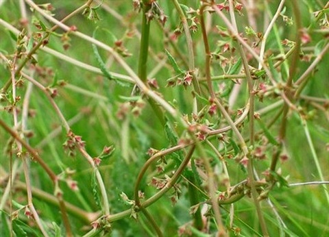 775B-2-Rumex-bidens-fr-Colleen-Miller.jpg