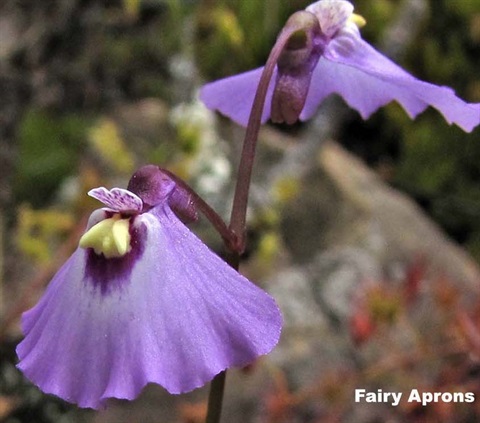 821B-2-Utricularia-dichotoma-RH.jpg