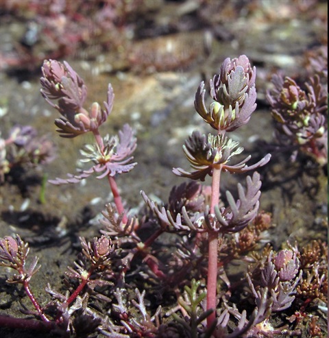 866B-2-Myriophyllum-verrucosum-fol-orig-RH-Copy.jpg