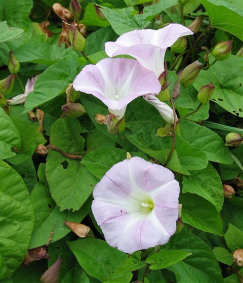 596B-2-Calystegia-sepium-ssp.-roseata-fl-Colleen-Miller.jpg