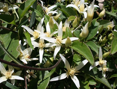 600B-2-Clematis-aristata-hab2-Marilyn-Gray.jpg