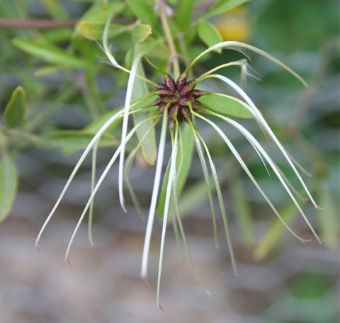 601B-3-Clematis-microphylla-fr-Marilyn-Gray.jpg