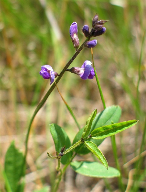 609B-2-Glycine-microphylla-fl-Colleen-Miller.jpg