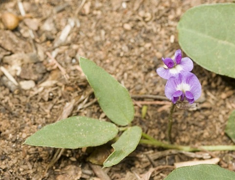 611B-3-Glycine-tabacina-fl-fol-Murray-Fagg-ANBG.jpg