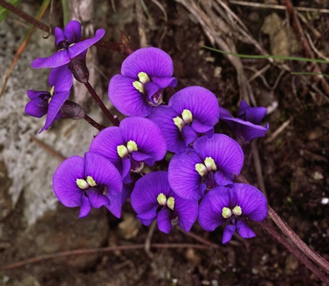 612B-2-Hardenbergia-violacea-fl-Peter-Kinchington.jpg