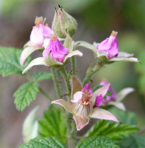 615B-2-Rubus-parvifolius-fl-Marilyn-Gray.jpg