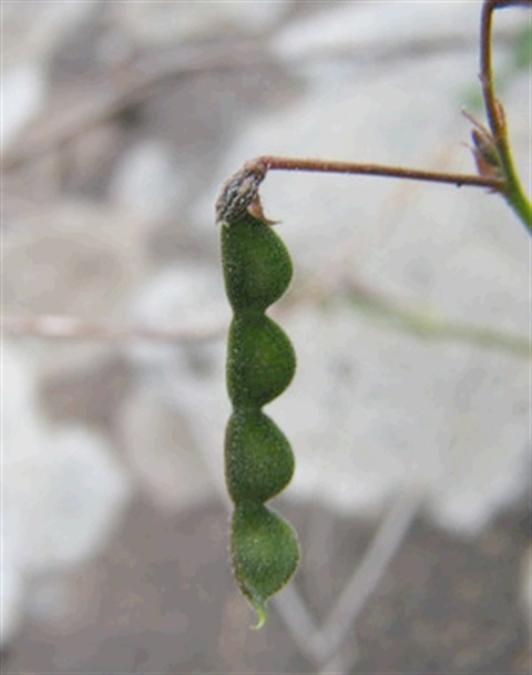 846B-3-Desmodium-varians-fr-Colleen-Miller.jpg