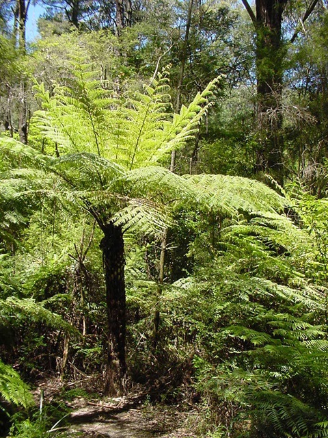 102B-1-Cyathea-australis-hab-SYR.jpg