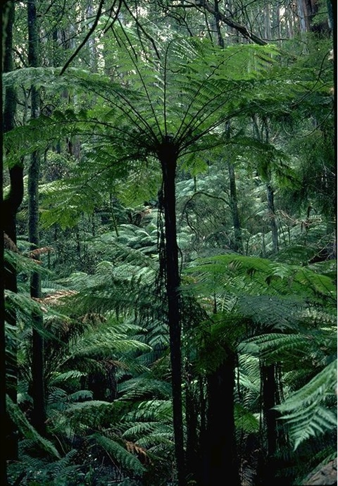 103B-1-Cyathea-cunninghamii-hab-R-Hill-ANBG.jpg