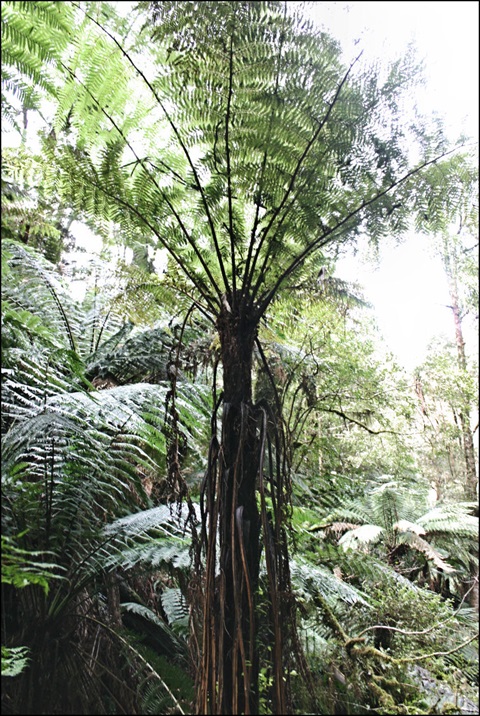 104B-1-Cyathea-x-marcescens-hab-Ken-Harris.jpg