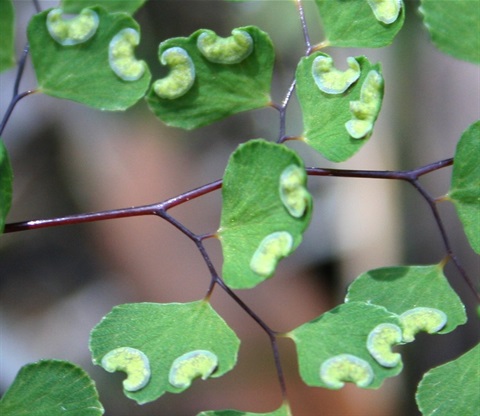 559B-3-Adiantum-aethiopicum-sp-Marilyn-Gray.jpg