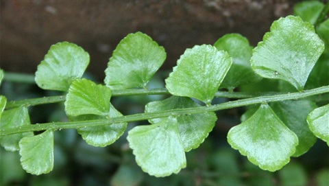 561B-4-Asplenium-flabellifolium-fol-Marilyn-Gray.jpg