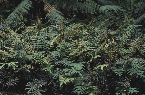 563B-1-Blechnum-cartilagineum-MB.jpg