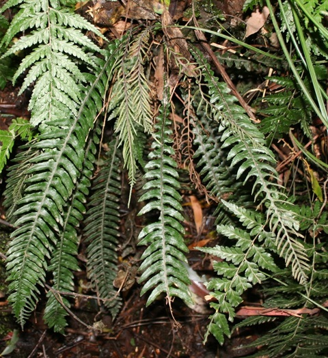 564B-1-Blechnum-chambersii-MB.jpg