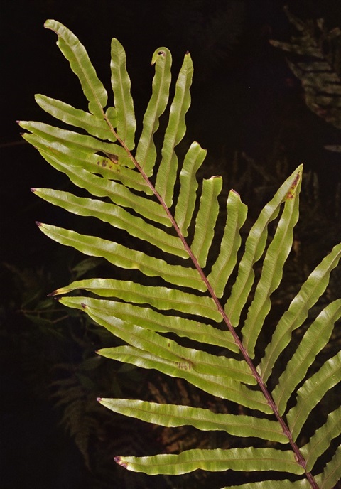 566B-5-Blechnum-minus-fol-Peter-Kinchington.jpg