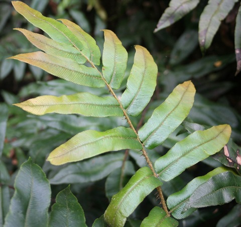 569B-3-Blechnum-wattsii-fol-Marilyn-Gray.jpg