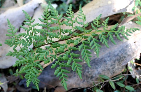 571B-3-Cheilanthes-austrotenuifolia-fol-Marilyn-Gray.jpg