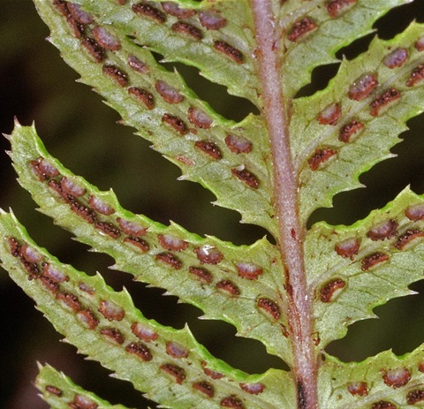 573B-2-Blechnum-rupestre-sp-Peter-Kinchington.jpg