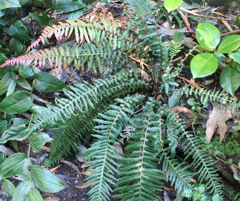 574B-1-Blechnum-parrisiae-hab-Marilyn-Gray.jpg