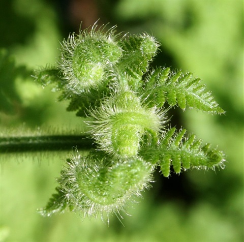 576B-5-Hypolepis-glandulifera-bud-Marilyn-Gray.jpg