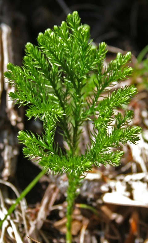 582B-1-Lycopodium-fastigiatum-hab-Marilyn-Gray.jpg