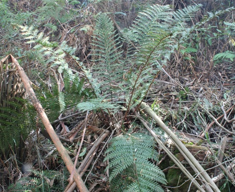 585B-1-Polystichum-proliferum-hab-Marilyn-Gray.jpg