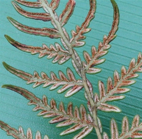 586B-2-Pteridium-esculentum-sp-Marilyn-Gray.jpg