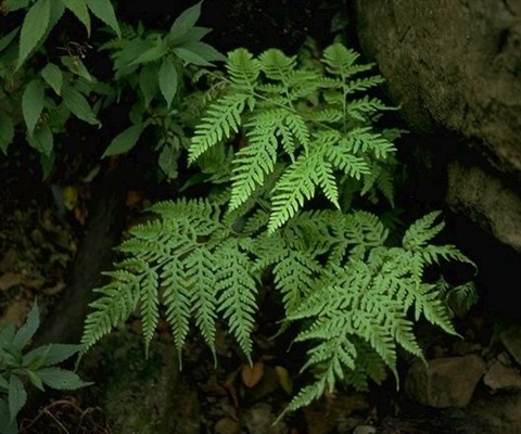 587B-1-Pteris-comans-hab-R-Hill-ANBG.jpg