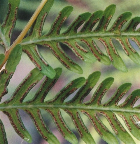 588B-2-Pteris-tremula-sp-Helen-moss.jpg