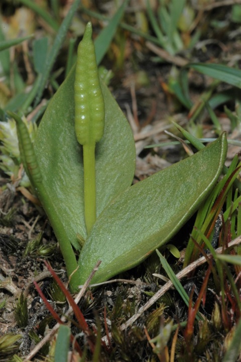 700B-1-Ophioglossum-lusitanicum-hab-Chris-Lindorff.jpg