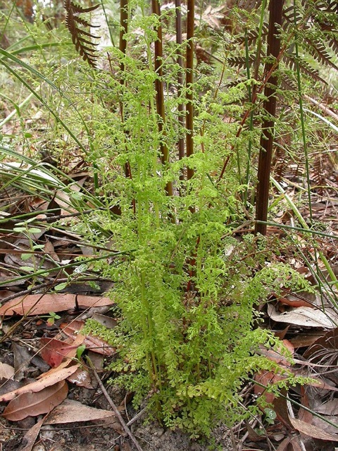 736B-1-Lindsaea-microphylla-hab-Neville-Walsh.jpg