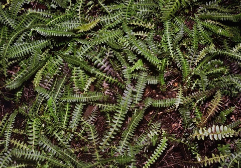 742B-1-Blechnum-penna-marina-hab-Peter-Kinchington.jpg