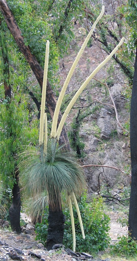 177B-3-Xanthorrhoea-australis-fl-Colleen-Miller.jpg