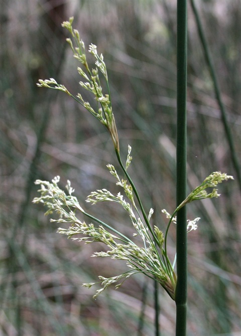 679B-2-Juncus-flavidus-fl-Marilyn-Gray.jpg