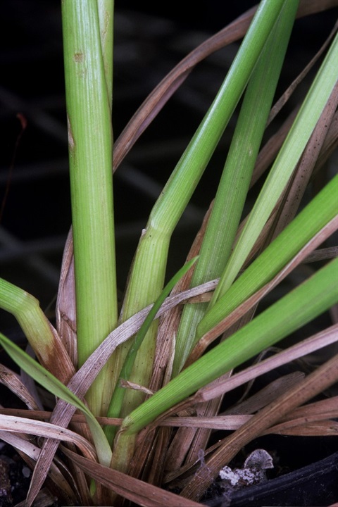 385B-5-Hookerochloa-hookeriana-fol-Peter-Kinchington.jpg