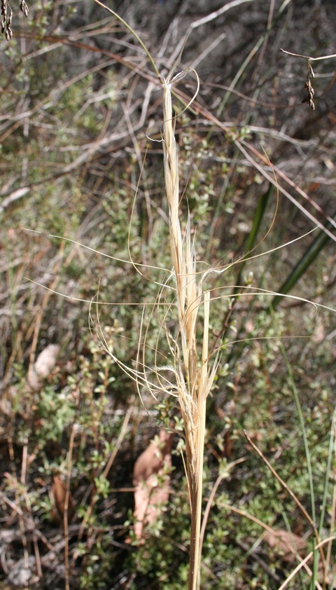 386B-2-Austrostipa-mollis-fl-Marilyn-Gray.jpg