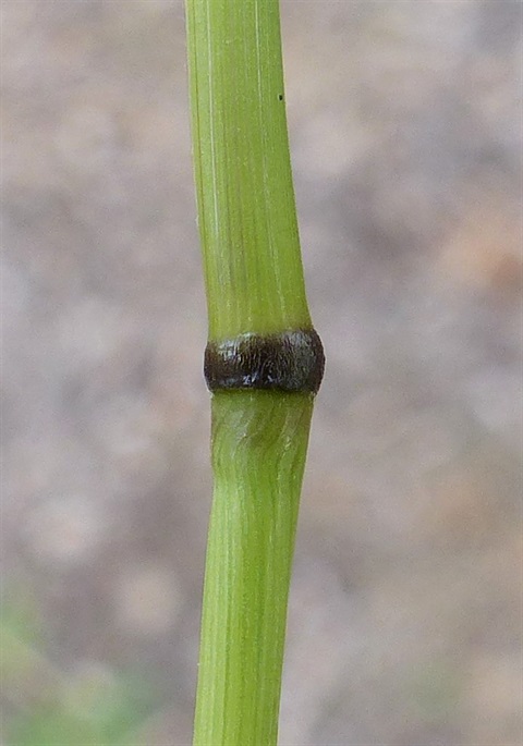 388B-3-Austrostipa-nodosa-fol-Neil-Blair.jpg