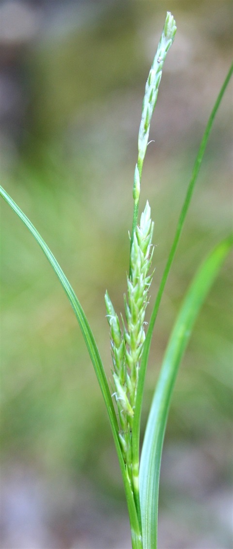 398B-2-Carex-breviculmis-fl-Marilyn-Gray_1.jpg