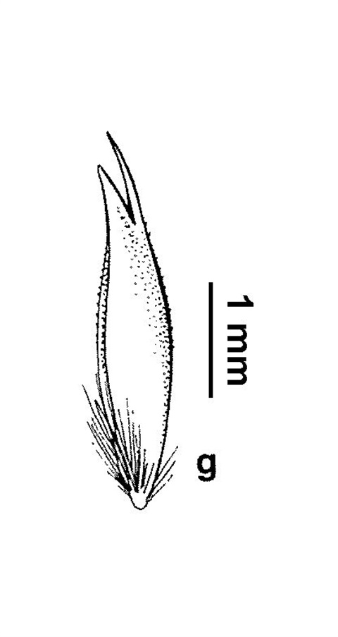 406B-Deyeuxia-contracta-A.-Barley.jpg