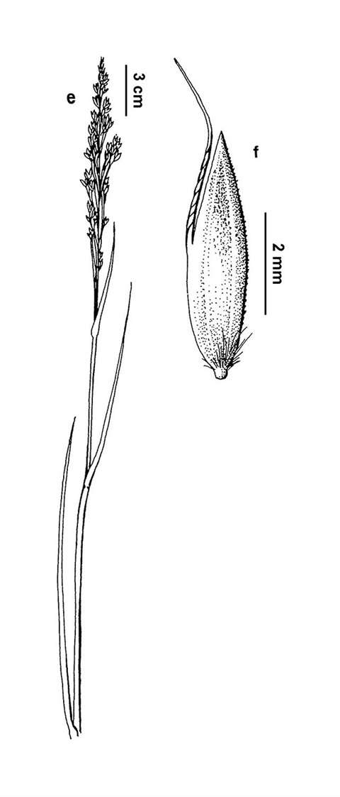 407B-Deyeuxia-frigida-A.-Barley.jpg