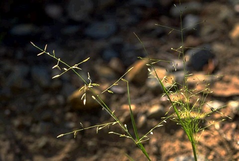 417B-2-Eragrostis-brownii-fl-P.-Ormay-ANBG.jpg