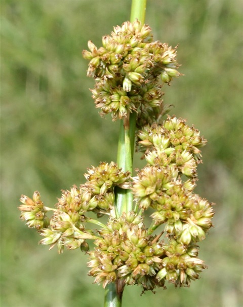 426B-2-Juncus-gregiflorus-fl-4-Marilyn-Gray.jpg