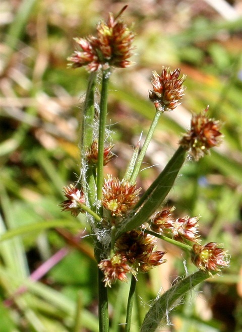 451B-2-Luzula-meridionalis-var.-densiflora-fl-Marilyn-Gray.jpg