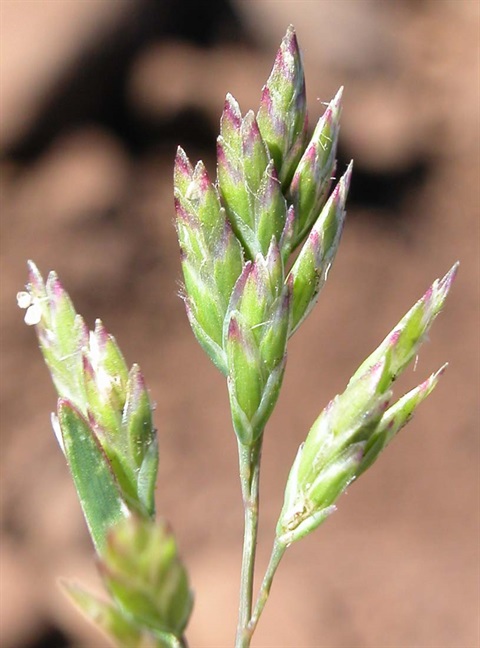 456B-3-Poa-clelandii-fl-Greg-Jordan.jpg