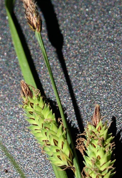 478B-3-Carex-polyantha-fl-2-Marilyn-Gray.jpg