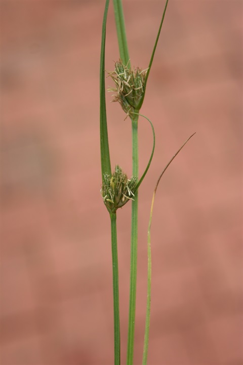 479B-3-Carex-chlorantha-Marilyn-Gray.jpg