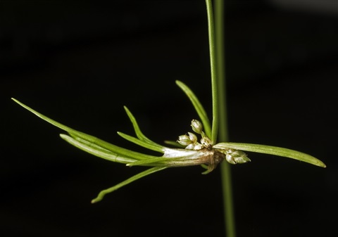 673B-3-Isolepis-wakefieldiana-plantlet2-PK.jpg